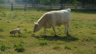 Pug vs Cow