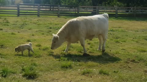 Pug vs Cow