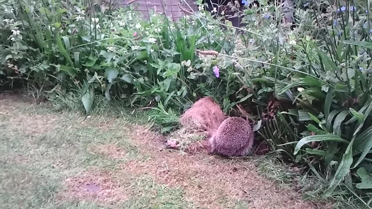 Hedgehog builds a nest in my garden