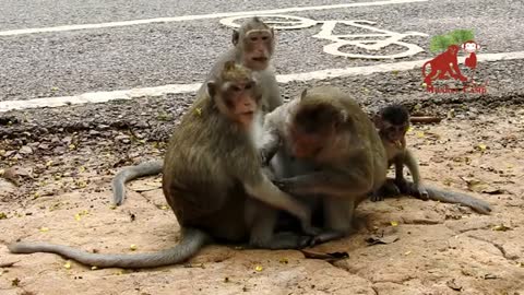 Feeding babies monkeys with banana