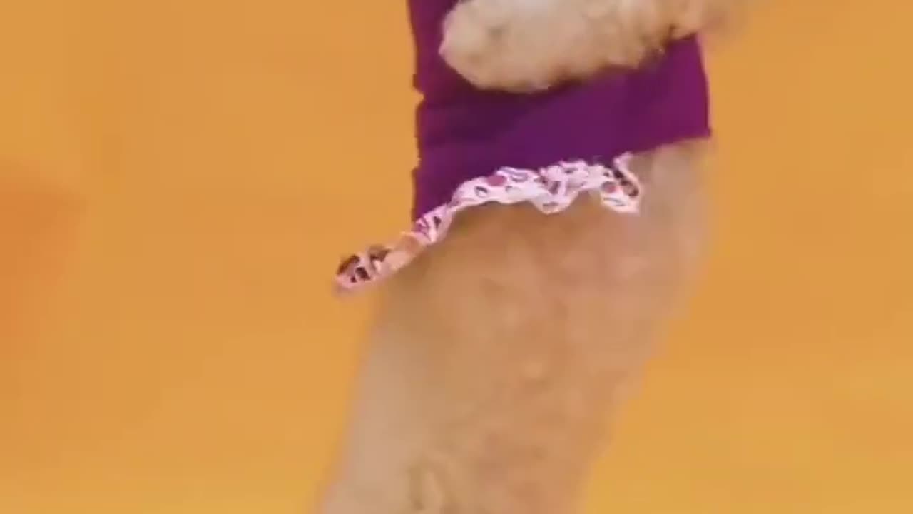 cute dog dance