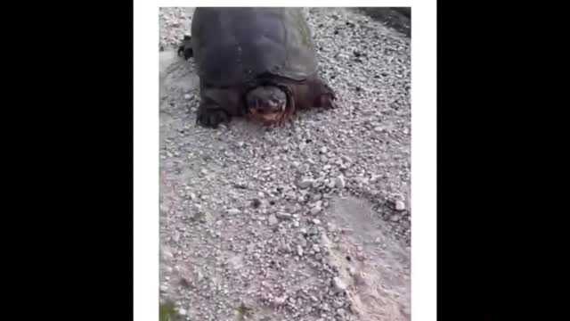 TRY NOT TO LAUGH (EPiC EDITION) *Funniest Compilation*