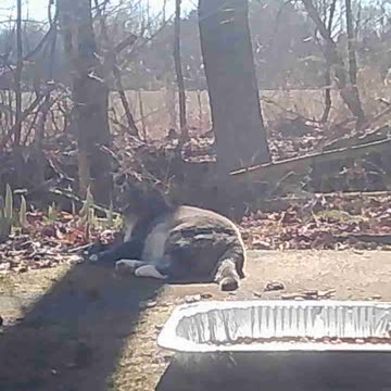 EA S66 - Cinnamon in the Wild