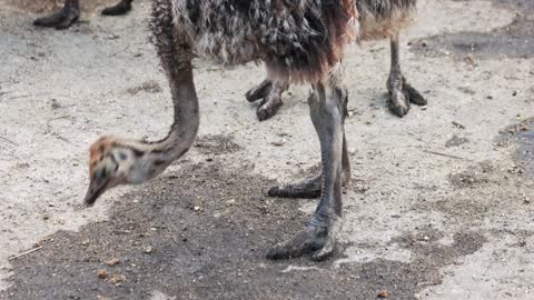 ostrich farm in summer feeding ostriches at farm