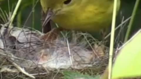 NIce bird
