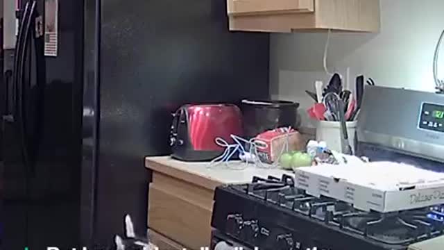Our husky started a kitchen fire