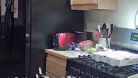 Our husky started a kitchen fire