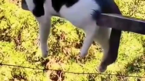 Best Funny Animals Videos 2022 😂 - Funniest Cat of 2022 😹 #shorts #funny #cats.mp4