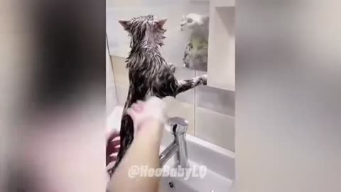 Animal video