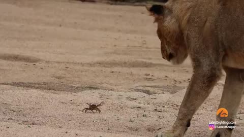 1 Crab Takes on Pride of Lions_Cut