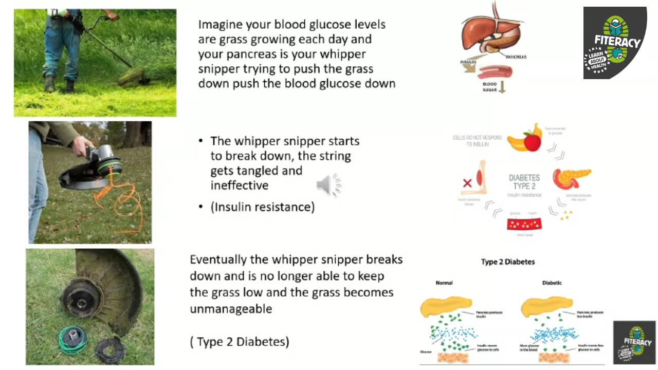 Fiteracy Mini Education Sessions: The Whipper Snipper Diagram and Insulin Resistance