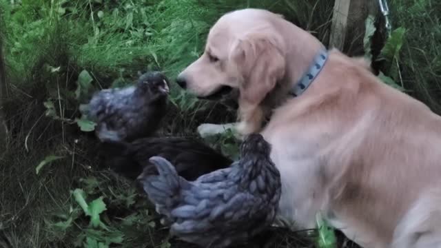 Chickens Try To Sleep Under Golden Retriever