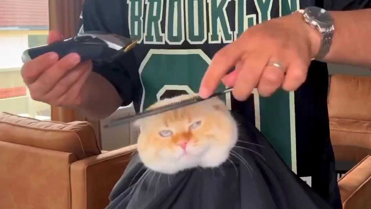 Funny cat Video