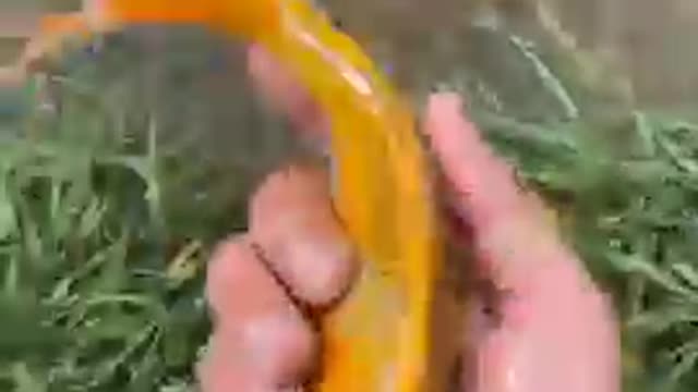 O super beautiful and cute goldfish in the freshwater || #shorts#viral