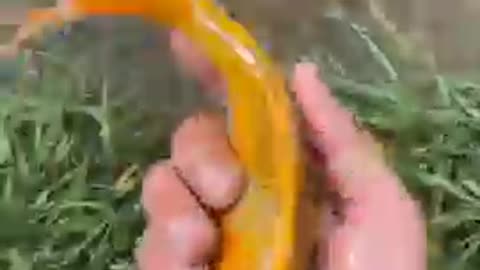 O super beautiful and cute goldfish in the freshwater || #shorts#viral