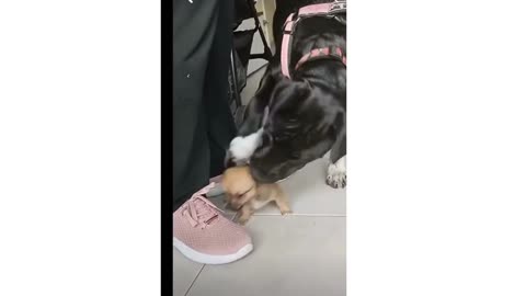 Funny cat video | Cat video | Hilarious video | Funny animal video | Cute cat Video | Kitten video |