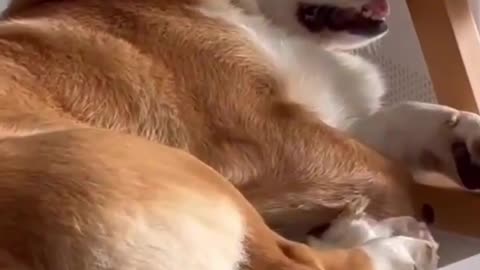 Conveniently 🤭 _Funny dog
