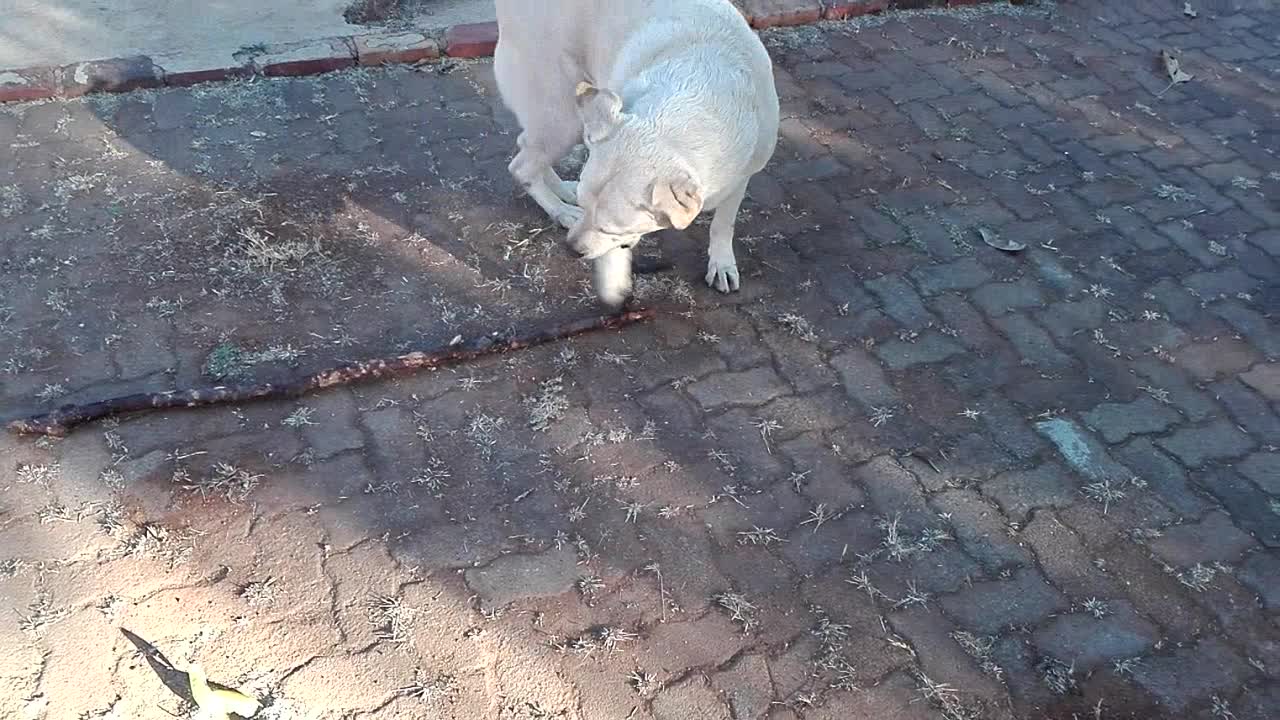 My Lab Bob cannot Stop Chewing on Huge Sticks