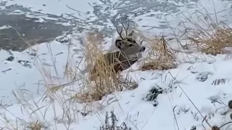 Guys Try To Save Ice-Trapped Buck