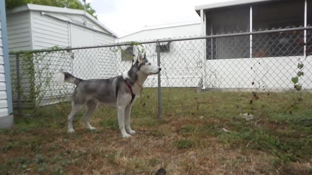 Husky love in slow motion