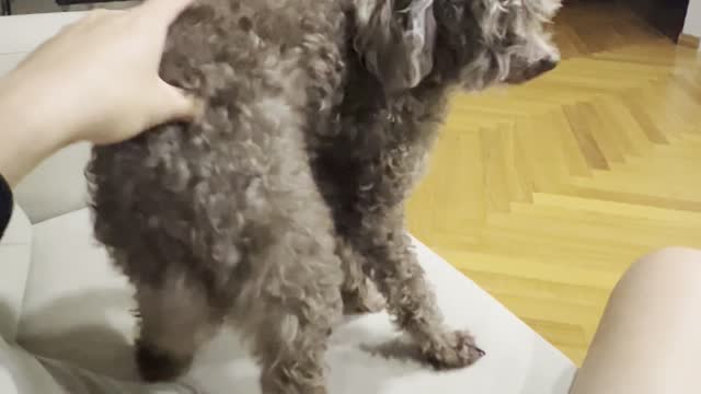 puppy Twerking