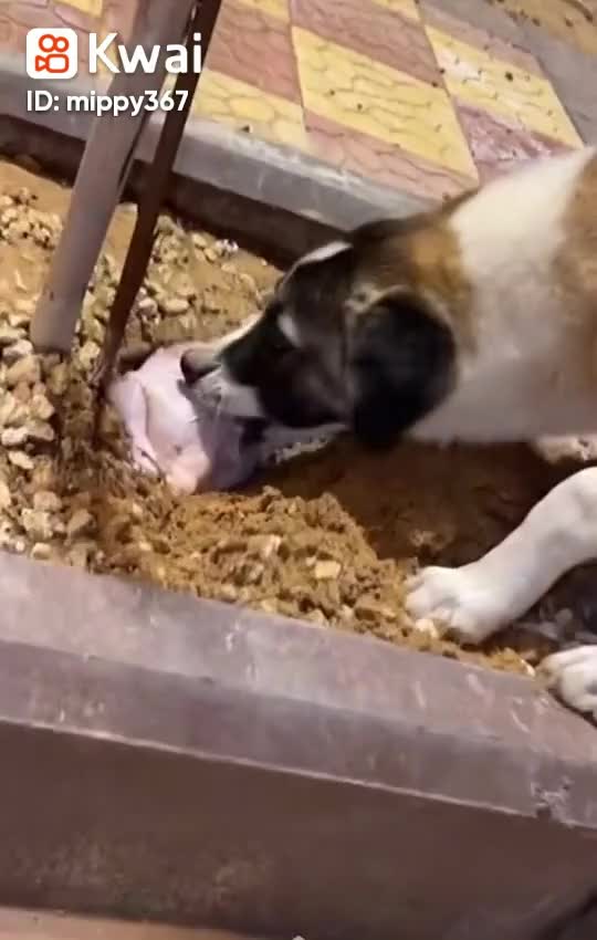 Funny dog clever mind... My dog hide a chikken in side soul