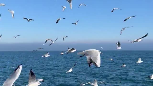 Many seabirds