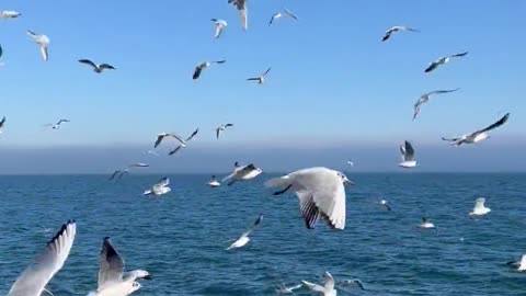 Many seabirds