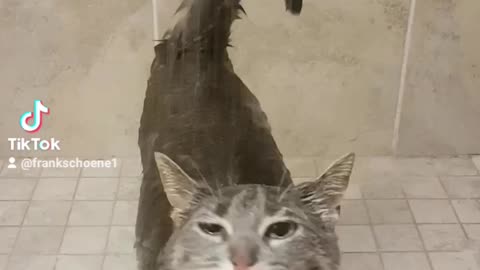 this kitty is not a normal cat