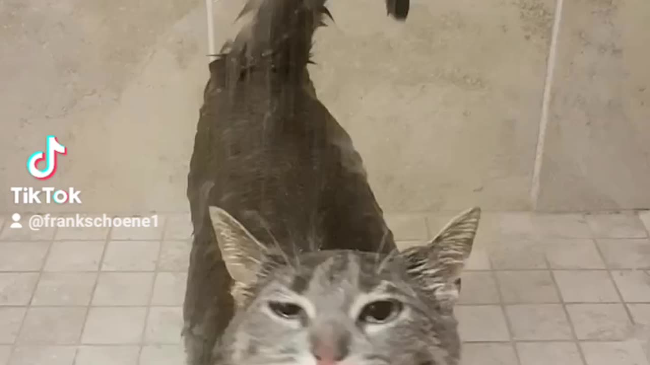 this kitty is not a normal cat