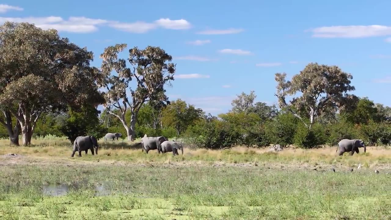 South Africa - Wild Animals