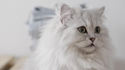 Cute cat persian cat makes you aww