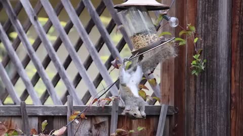 Backyard Squirrelympics 3.0- The Summer Games