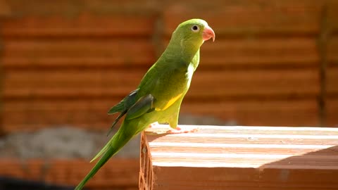 Funny Parrots Videos Compilation cute moment of the animals - Cutest Parrots #3