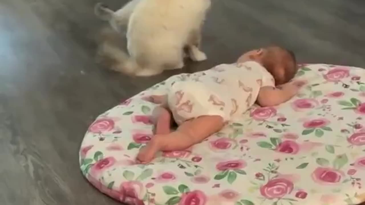 mother cat puts her kitten to sleep with the baby / FUNNY ANIMALS VIDEOS