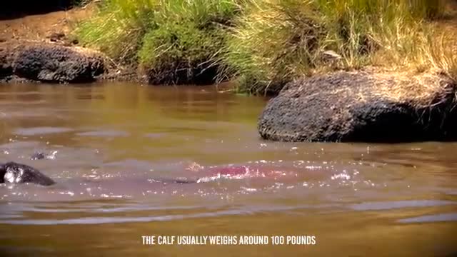 Angry Hippo Crushes Lion's Head And Show It Who's Boss_Cut2