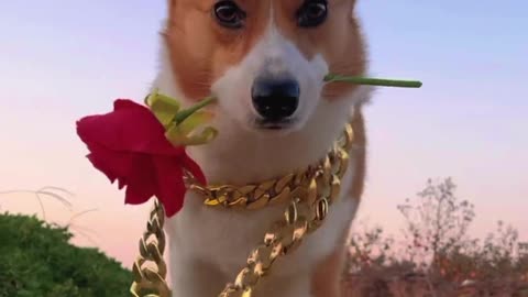 Corgi's on another date