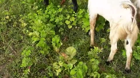 Goat sex in a romantic moment