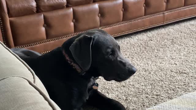 Charcoal Lab Listens Carefully to Fake Phone Call