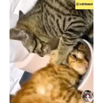 An innocent cat in the arms of his friend