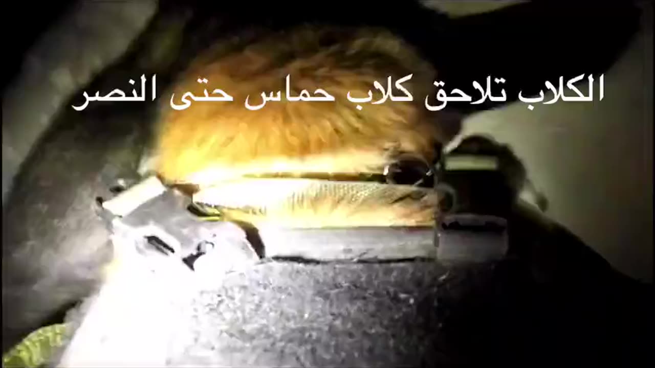 IDF attack dogs go after Hamas-ISIS terrorists inside their tunnels in the Gaza Strip