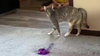 Kid and Cat Get Startling Introduction