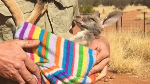 Kangaroo Nap Time