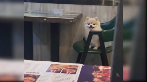 Baby Dogs #1 - Cute and Funny Dog Videos