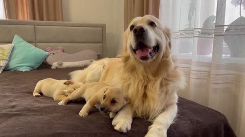 Puppies show their love for the golden retriever!!🐶🐶