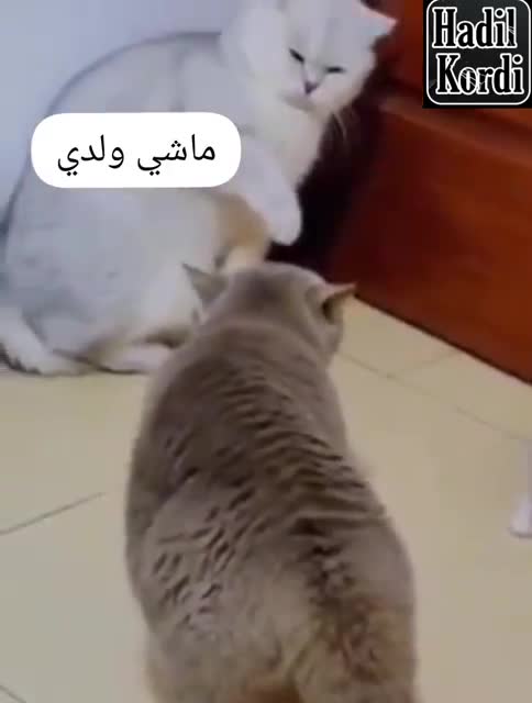 Cat funny vs cat funny