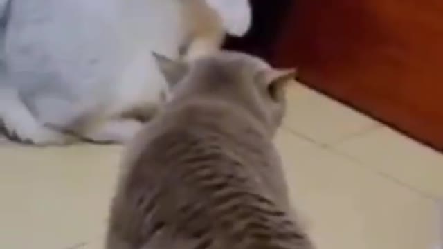 Cat funny vs cat funny