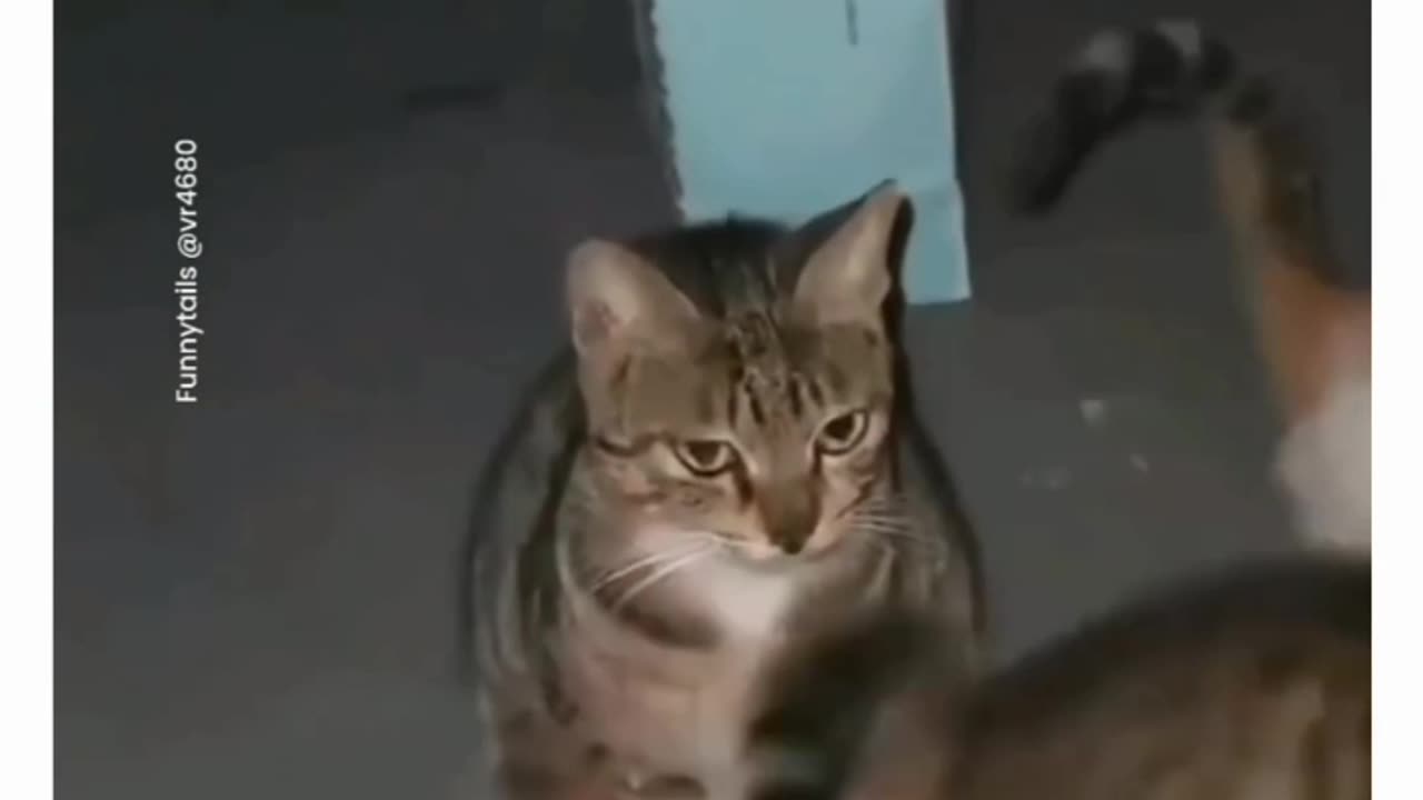 Funny cats ✨🎀😂😺