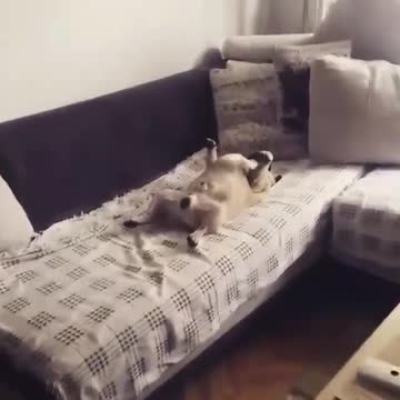 Pug roncando duerme en una posición graciosamente extraña