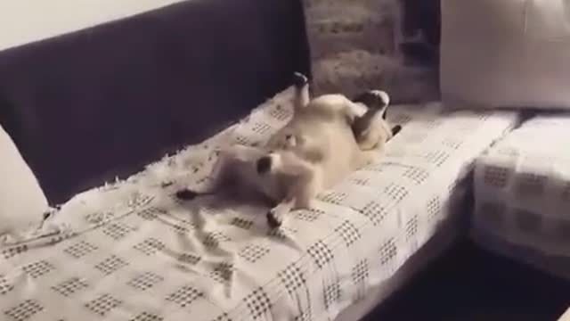 Pug roncando duerme en una posición graciosamente extraña